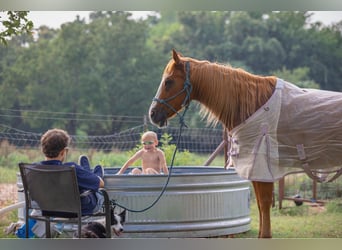 American Quarter Horse, Ruin, 12 Jaar, 155 cm, Donkere-vos