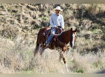 American Quarter Horse, Ruin, 12 Jaar, 155 cm, Donkere-vos