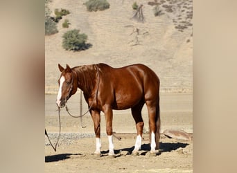 American Quarter Horse, Ruin, 12 Jaar, 155 cm, Donkere-vos