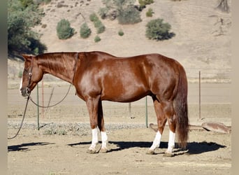 American Quarter Horse, Ruin, 12 Jaar, 155 cm, Donkere-vos