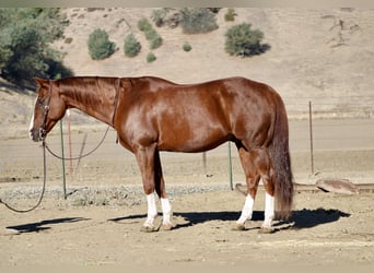 American Quarter Horse, Ruin, 12 Jaar, 155 cm, Donkere-vos