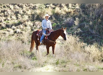 American Quarter Horse, Ruin, 12 Jaar, 155 cm, Donkere-vos