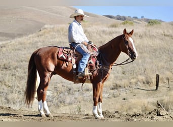 American Quarter Horse, Ruin, 12 Jaar, 155 cm, Donkere-vos