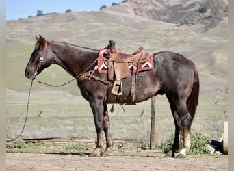 American Quarter Horse, Ruin, 12 Jaar, 155 cm, Donkere-vos