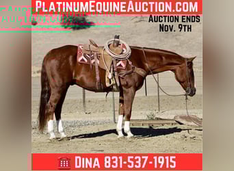 American Quarter Horse, Ruin, 12 Jaar, 155 cm, Donkere-vos