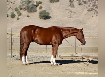 American Quarter Horse, Ruin, 12 Jaar, 155 cm, Donkere-vos