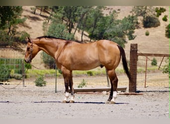 American Quarter Horse, Ruin, 12 Jaar, 155 cm, Falbe