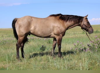 American Quarter Horse, Ruin, 12 Jaar, 155 cm, Grullo