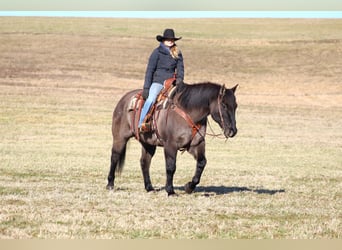 American Quarter Horse, Ruin, 12 Jaar, 155 cm, Grullo