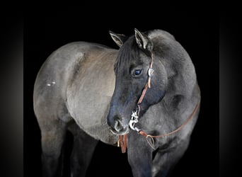 American Quarter Horse, Ruin, 12 Jaar, 155 cm, Grullo