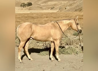 American Quarter Horse, Ruin, 12 Jaar, 155 cm, Palomino