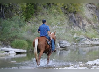 American Quarter Horse, Ruin, 12 Jaar, 155 cm, Palomino