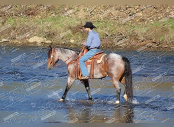 American Quarter Horse, Ruin, 12 Jaar, 155 cm, Roan-Bay