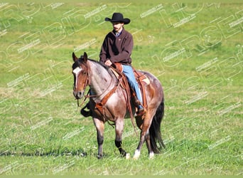 American Quarter Horse, Ruin, 12 Jaar, 155 cm, Roan-Bay