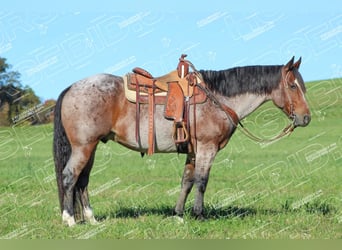 American Quarter Horse, Ruin, 12 Jaar, 155 cm, Roan-Bay