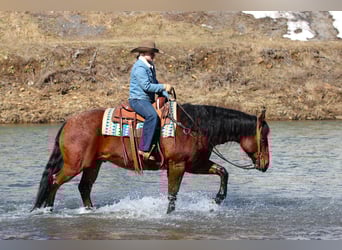 American Quarter Horse, Ruin, 12 Jaar, 155 cm, Roan-Bay