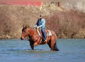 American Quarter Horse, Ruin, 12 Jaar, 155 cm, Roan-Bay