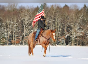 American Quarter Horse, Ruin, 12 Jaar, 155 cm, Roan-Red