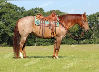 American Quarter Horse, Ruin, 12 Jaar, 155 cm, Roan-Red