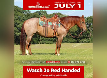 American Quarter Horse, Ruin, 12 Jaar, 155 cm, Roan-Red