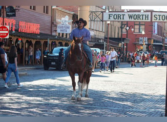 American Quarter Horse, Ruin, 12 Jaar, 155 cm, Roan-Red