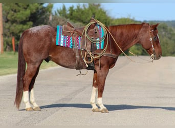 American Quarter Horse, Ruin, 12 Jaar, 155 cm, Roan-Red