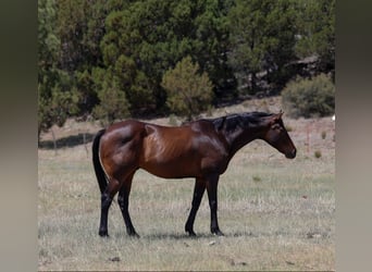 American Quarter Horse, Ruin, 12 Jaar, 155 cm, Roodbruin
