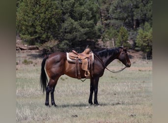 American Quarter Horse, Ruin, 12 Jaar, 155 cm, Roodbruin