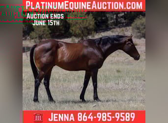 American Quarter Horse, Ruin, 12 Jaar, 155 cm, Roodbruin