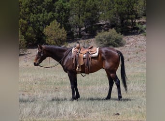 American Quarter Horse, Ruin, 12 Jaar, 155 cm, Roodbruin