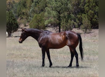 American Quarter Horse, Ruin, 12 Jaar, 155 cm, Roodbruin