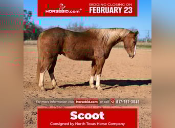 American Quarter Horse, Ruin, 12 Jaar, 155 cm, Roodvos