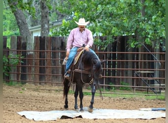 American Quarter Horse, Ruin, 12 Jaar, 155 cm, Zwart