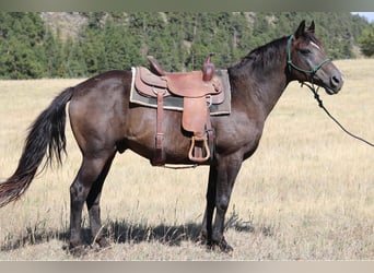 American Quarter Horse, Ruin, 12 Jaar, 155 cm, Zwart