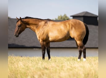 American Quarter Horse, Ruin, 12 Jaar, 157 cm, Falbe