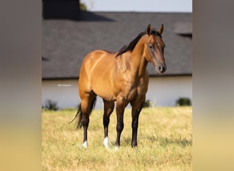 American Quarter Horse, Ruin, 12 Jaar, 157 cm, Falbe