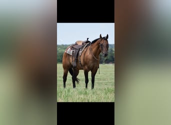 American Quarter Horse, Ruin, 12 Jaar, 157 cm, Falbe