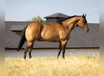 American Quarter Horse, Ruin, 12 Jaar, 157 cm, Falbe