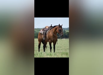 American Quarter Horse, Ruin, 12 Jaar, 157 cm, Falbe