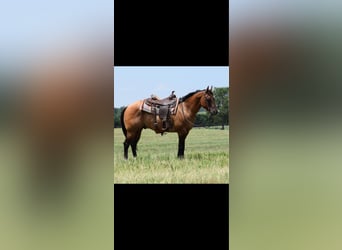 American Quarter Horse, Ruin, 12 Jaar, 157 cm, Falbe