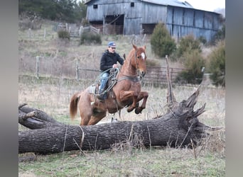 American Quarter Horse, Ruin, 12 Jaar, 157 cm, Roan-Red