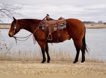 American Quarter Horse, Ruin, 12 Jaar, 157 cm, Roodbruin