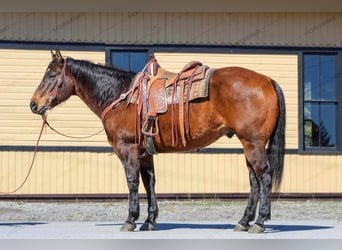 American Quarter Horse, Ruin, 12 Jaar, 157 cm, Roodbruin