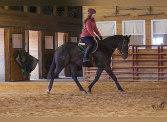American Quarter Horse, Ruin, 12 Jaar, 157 cm, Zwart