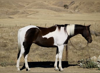 American Quarter Horse, Ruin, 12 Jaar, 157 cm, Zwart