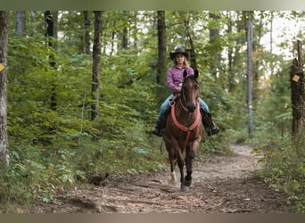 American Quarter Horse, Ruin, 12 Jaar, 160 cm, Roan-Bay