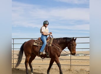 American Quarter Horse, Ruin, 12 Jaar, 160 cm, Roan-Bay