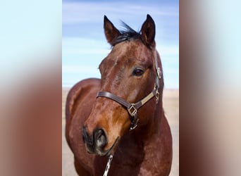 American Quarter Horse, Ruin, 12 Jaar, 160 cm, Roan-Bay