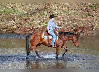 American Quarter Horse, Ruin, 12 Jaar, 160 cm, Roodbruin