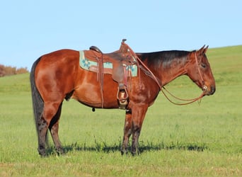 American Quarter Horse, Ruin, 12 Jaar, 160 cm, Roodbruin